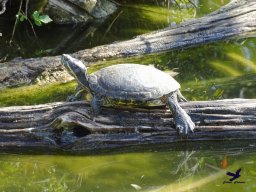 Tiergarten Schönbrunn am 03.10.2025